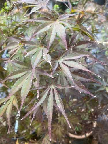 Acer palmatum 'Peve Dave' - mapleridgenursery